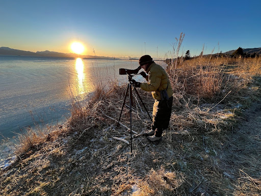 Wilson’s snipe stars in Christmas bird count
