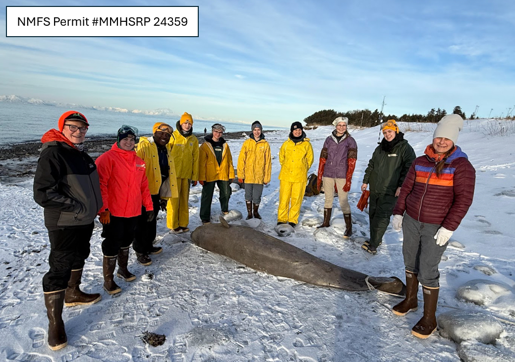 A Beluga on the Beach: 

Investigation of a stranded Cook Inlet beluga near Anchor Point