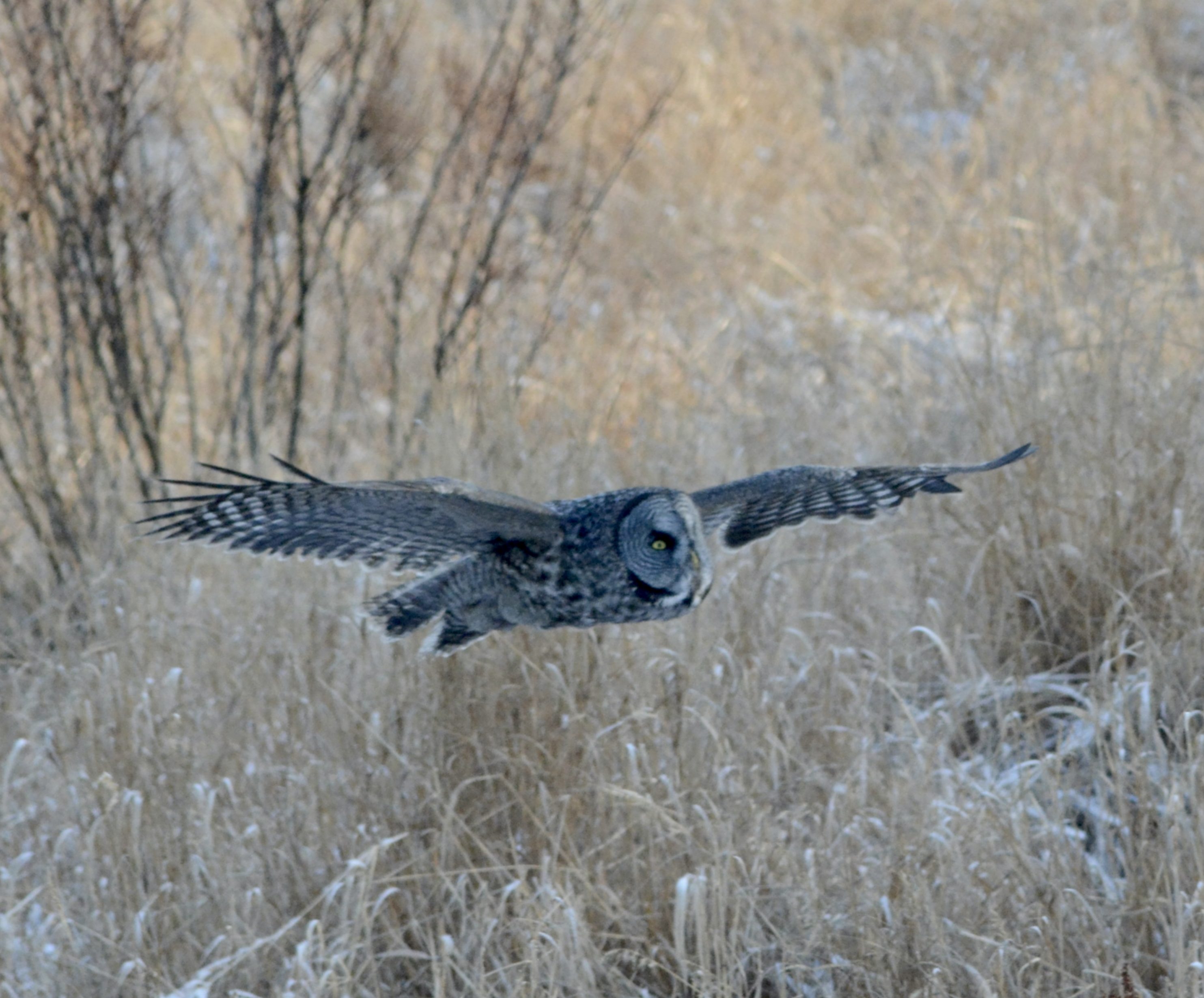 Birding group to lead owling trip Saturday
