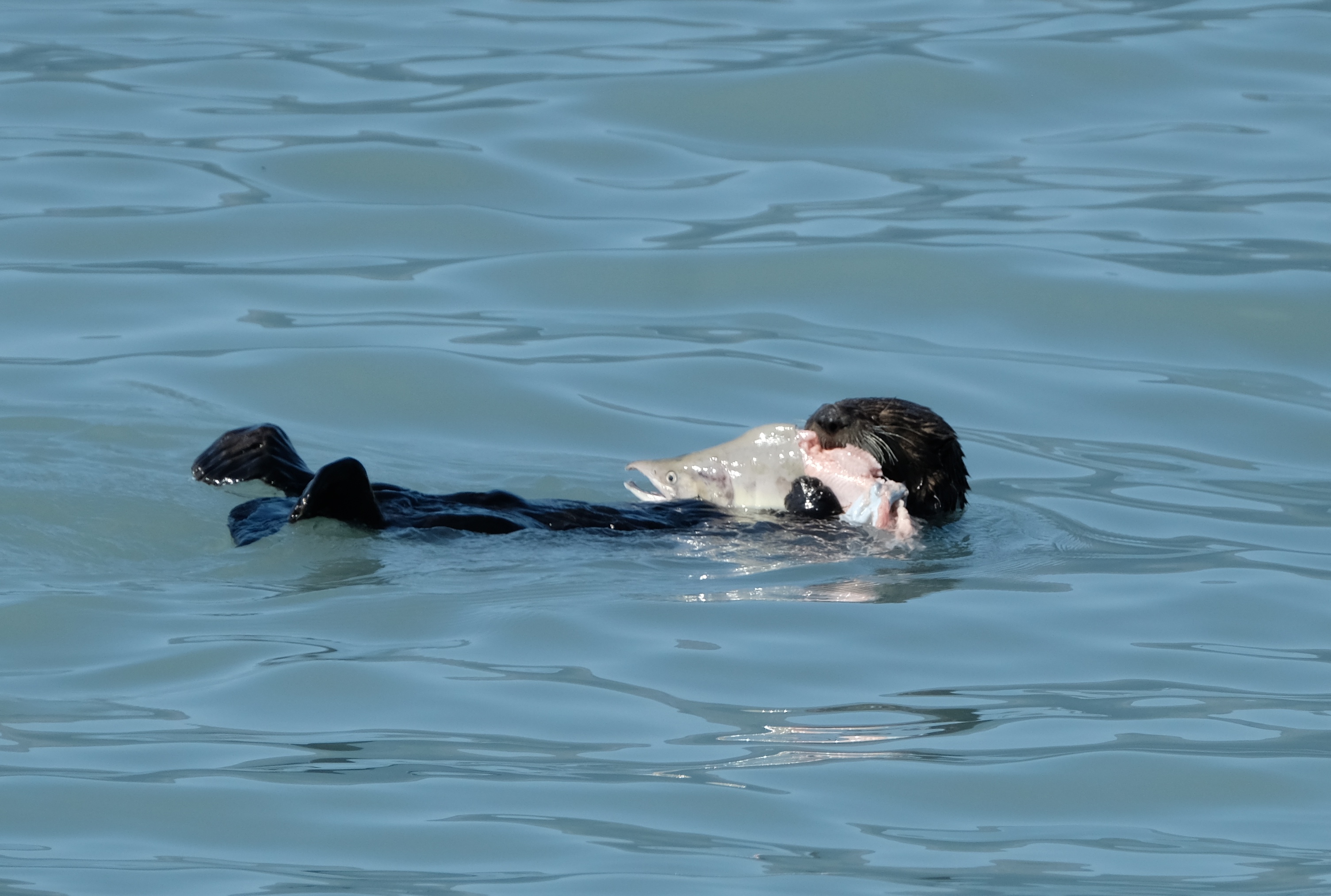 Semester By the Bay presents Sea Otter Showcase April 28