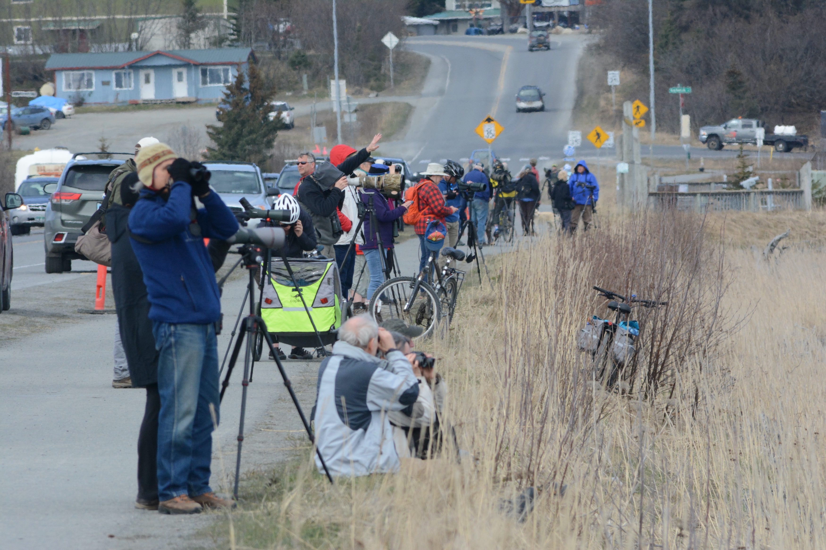 A sure sign of spring: 34th Annual Kachemak Bay Shorebird Festival arrives