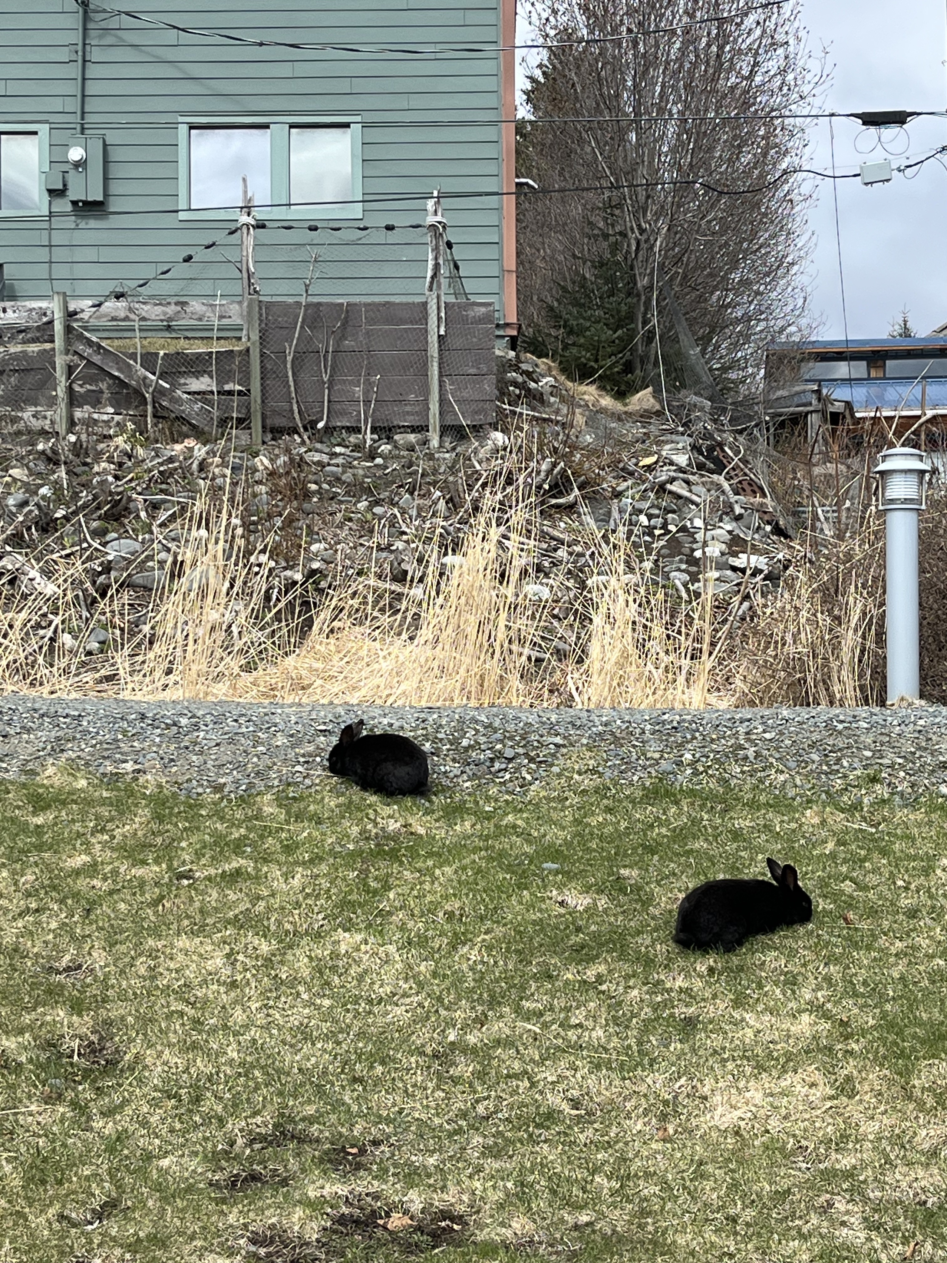 Feral rabbits on the rise