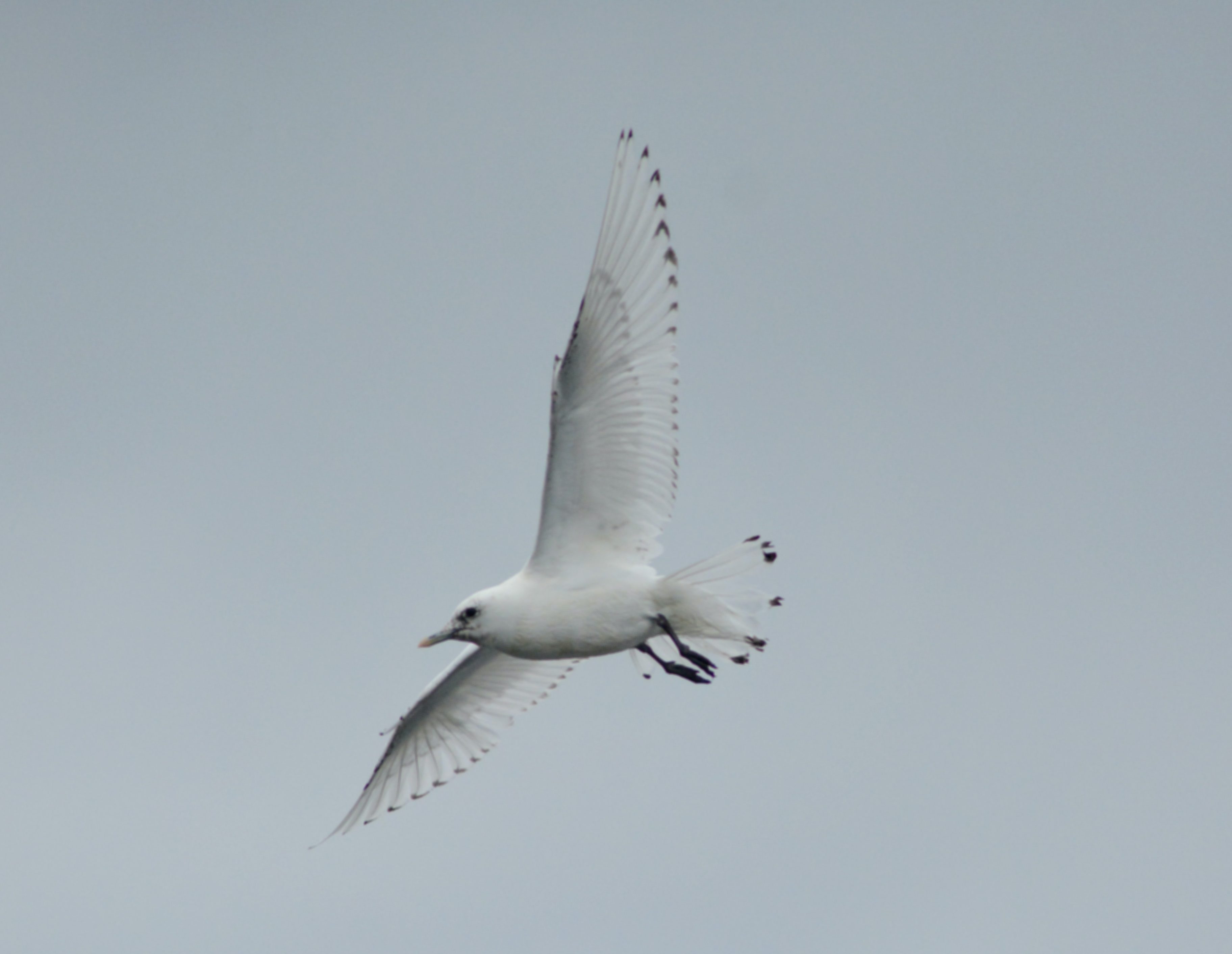Shorebirds, birders and a rare bird visit Homer