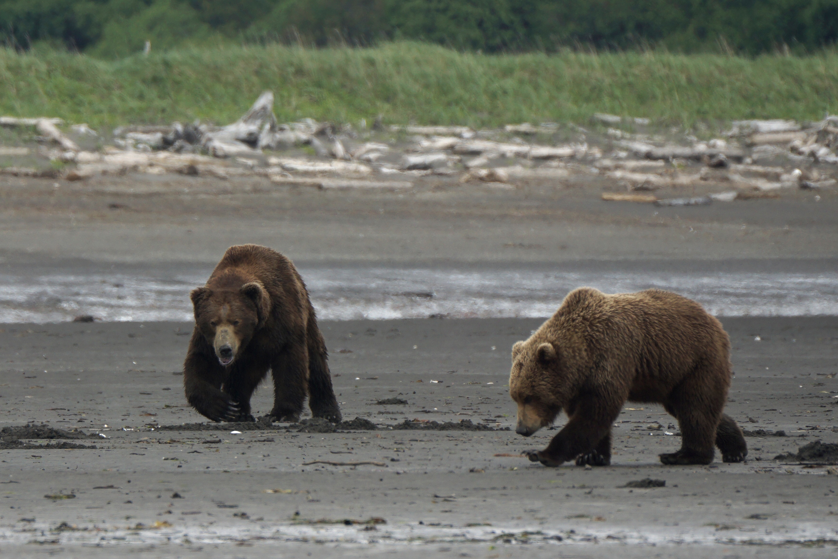 Dispatch from Katmai: It’s Mating Season