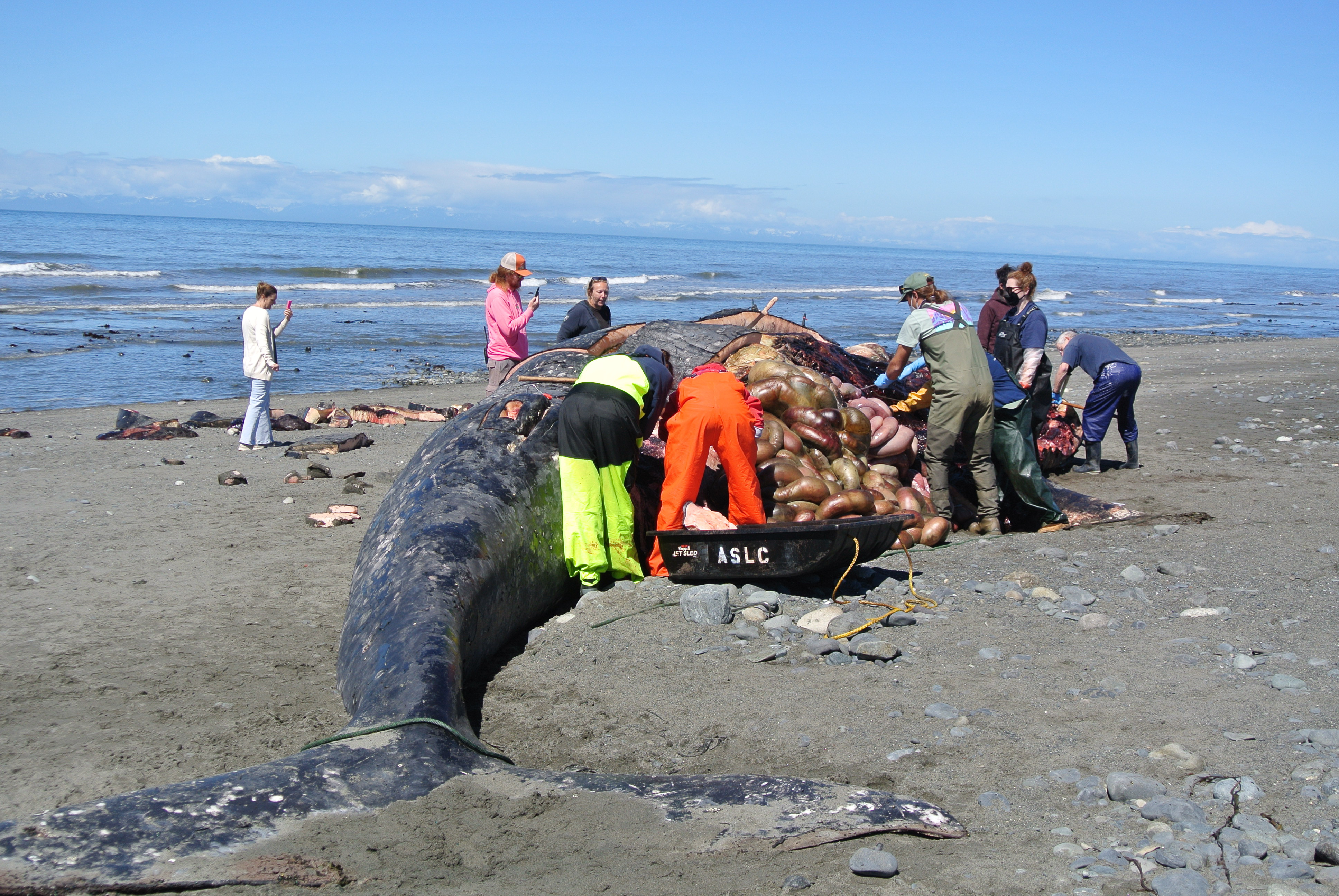 Gray whale washes up on Anchor Point beach