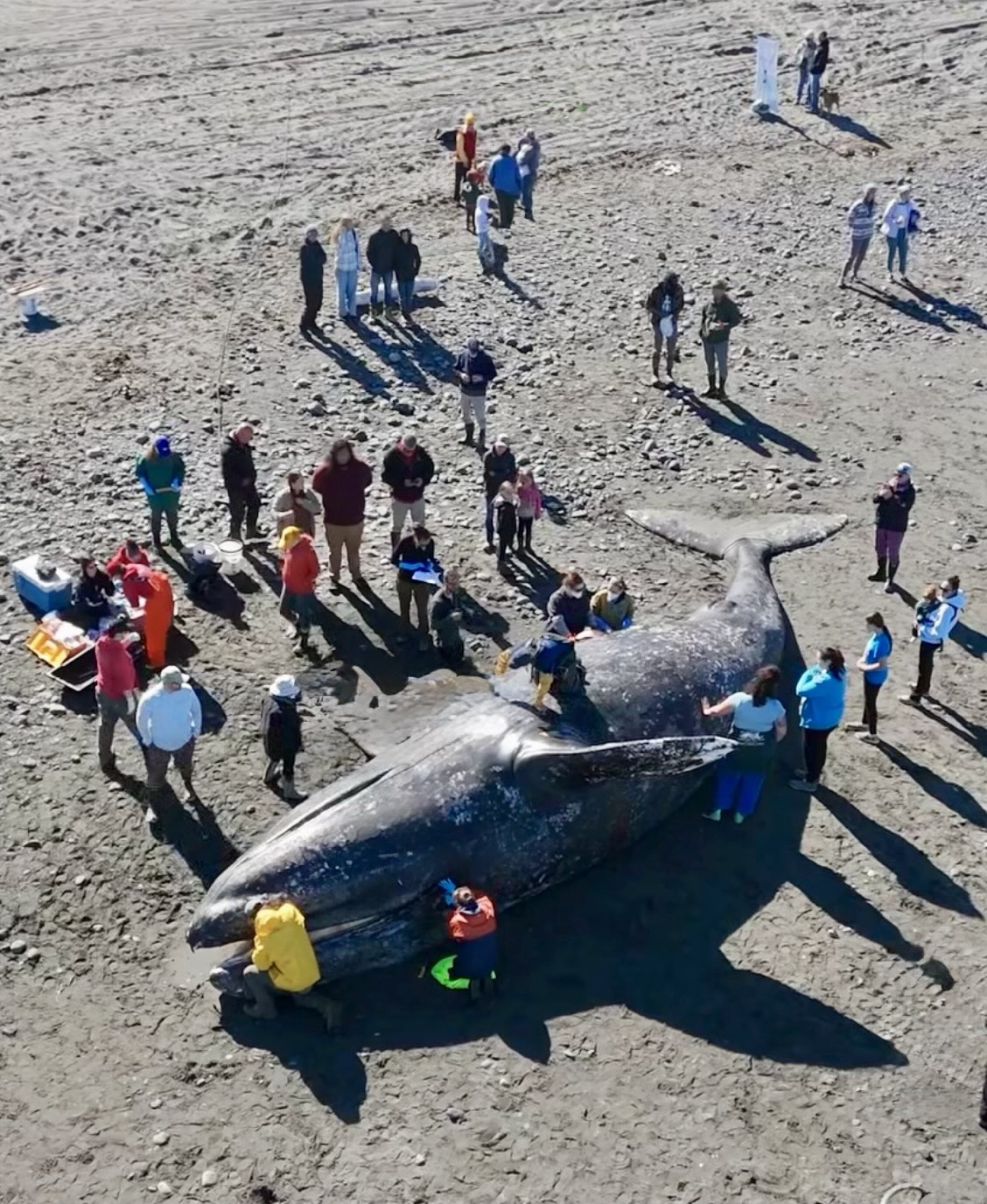 2 stranded gray whales on Kenai Peninsula point to larger population die-off
