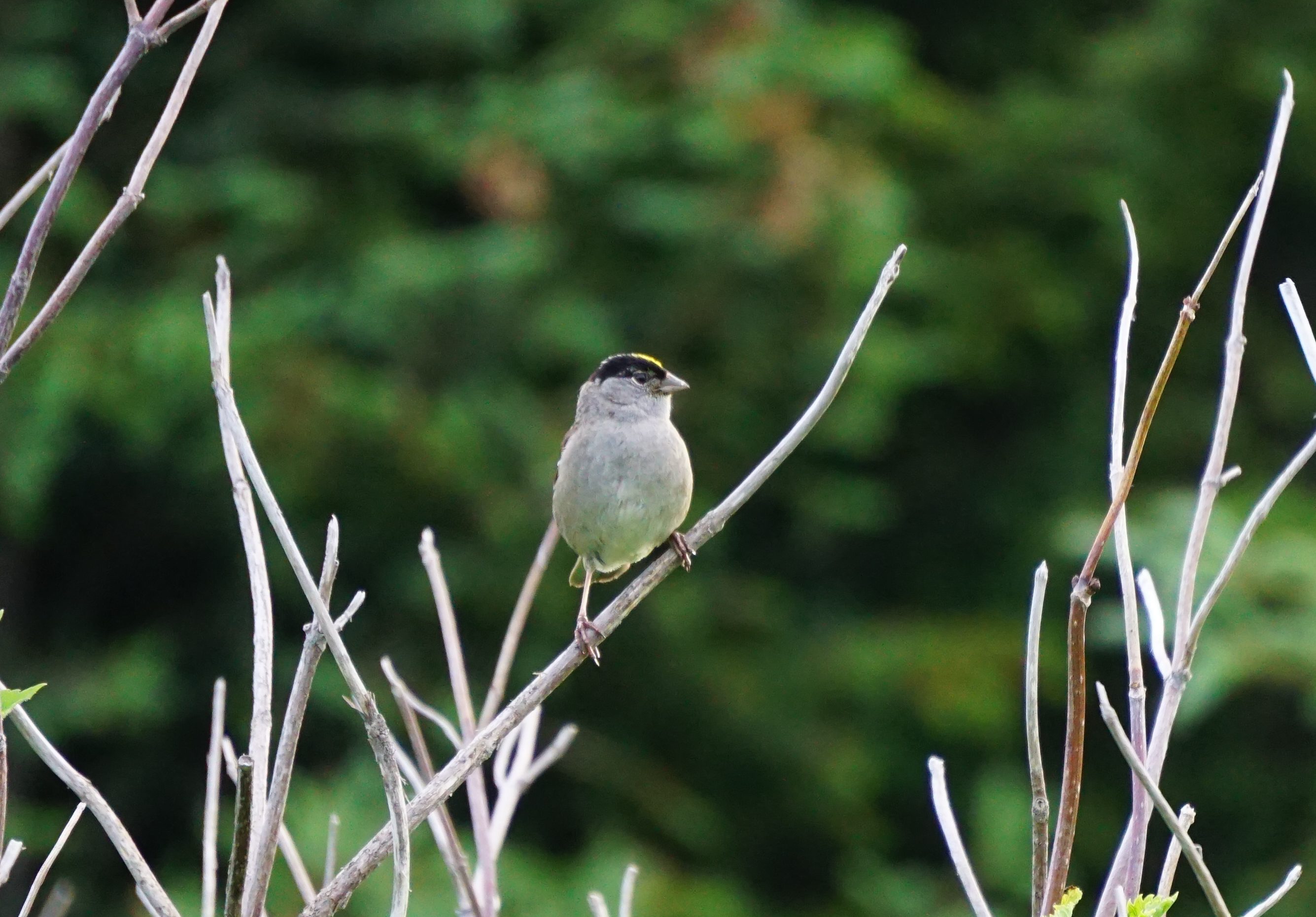 Birders hold trip to Anchor River on Saturday
