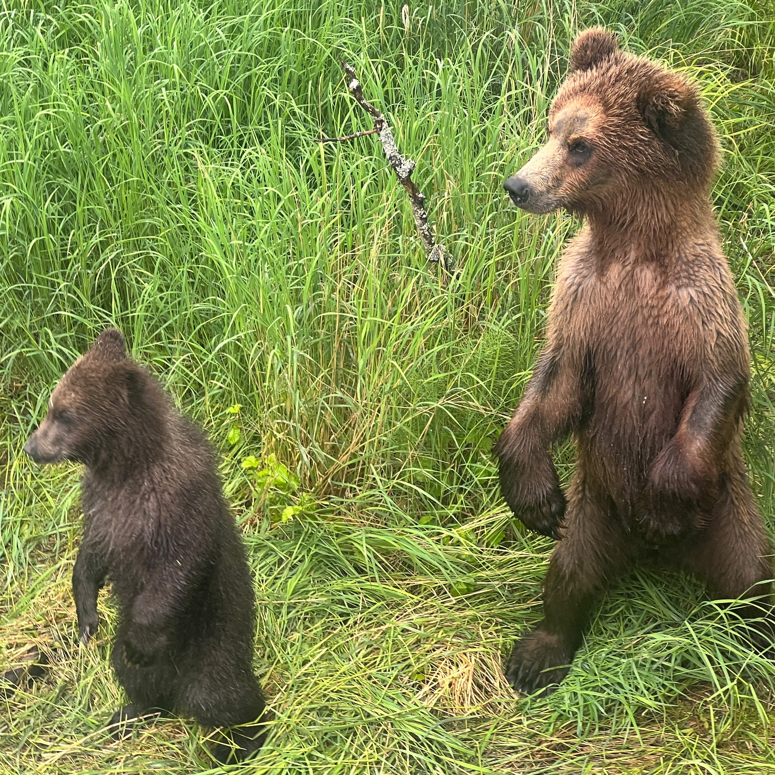 Dispatch from Katmai: Profile of a bear cub