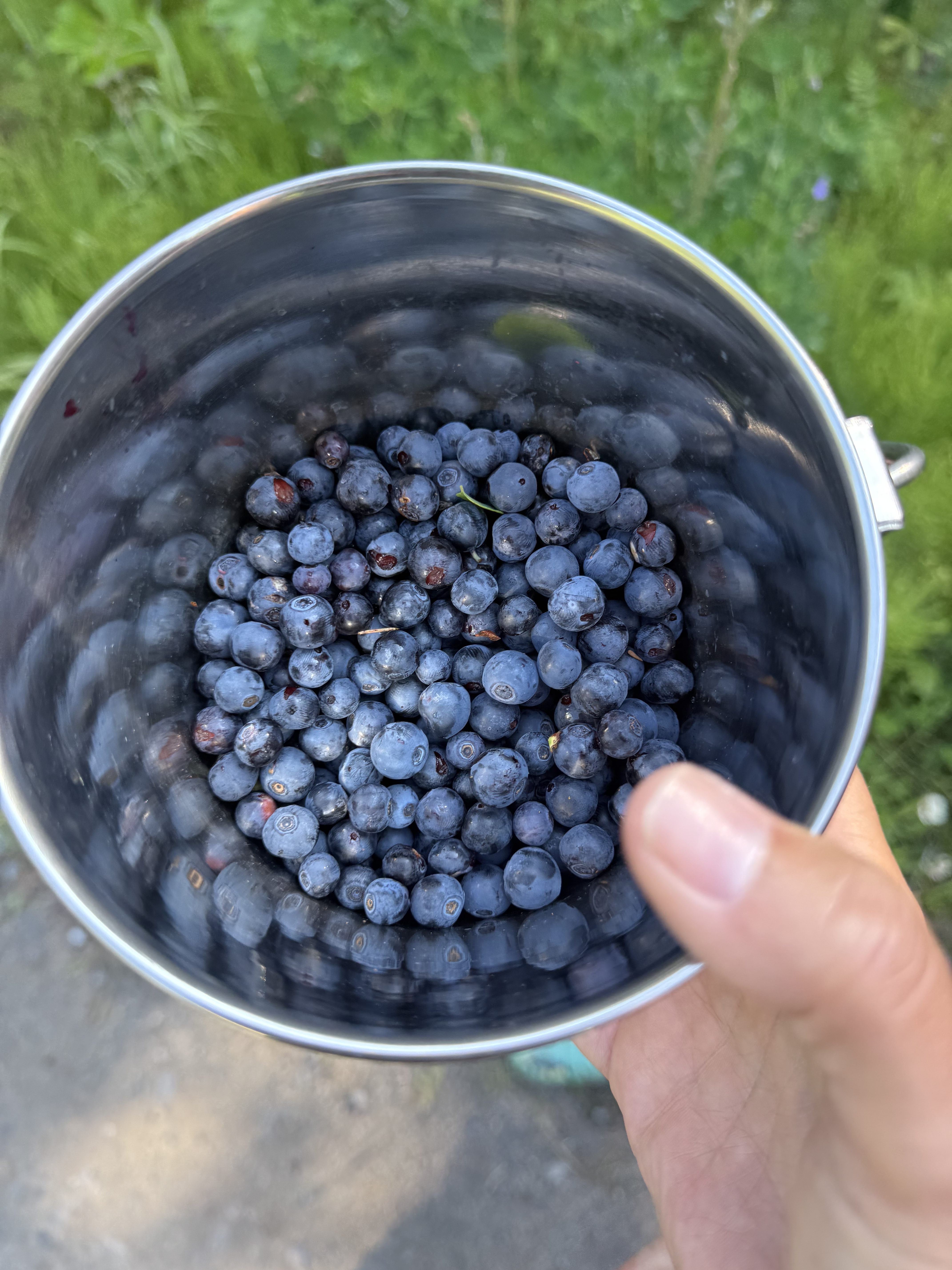 Wild berries sweeten the end of summer for Alaskans