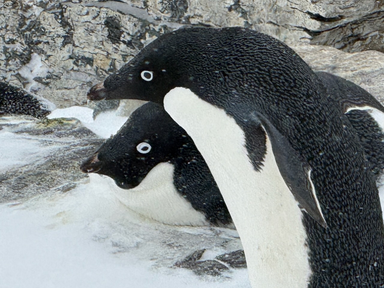 Birder speaks on S. Georgia Island wildlife