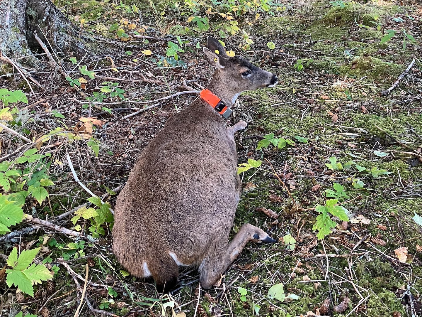 Despite extremely low survival rate, state will move more deer to Kenai Peninsula this fall