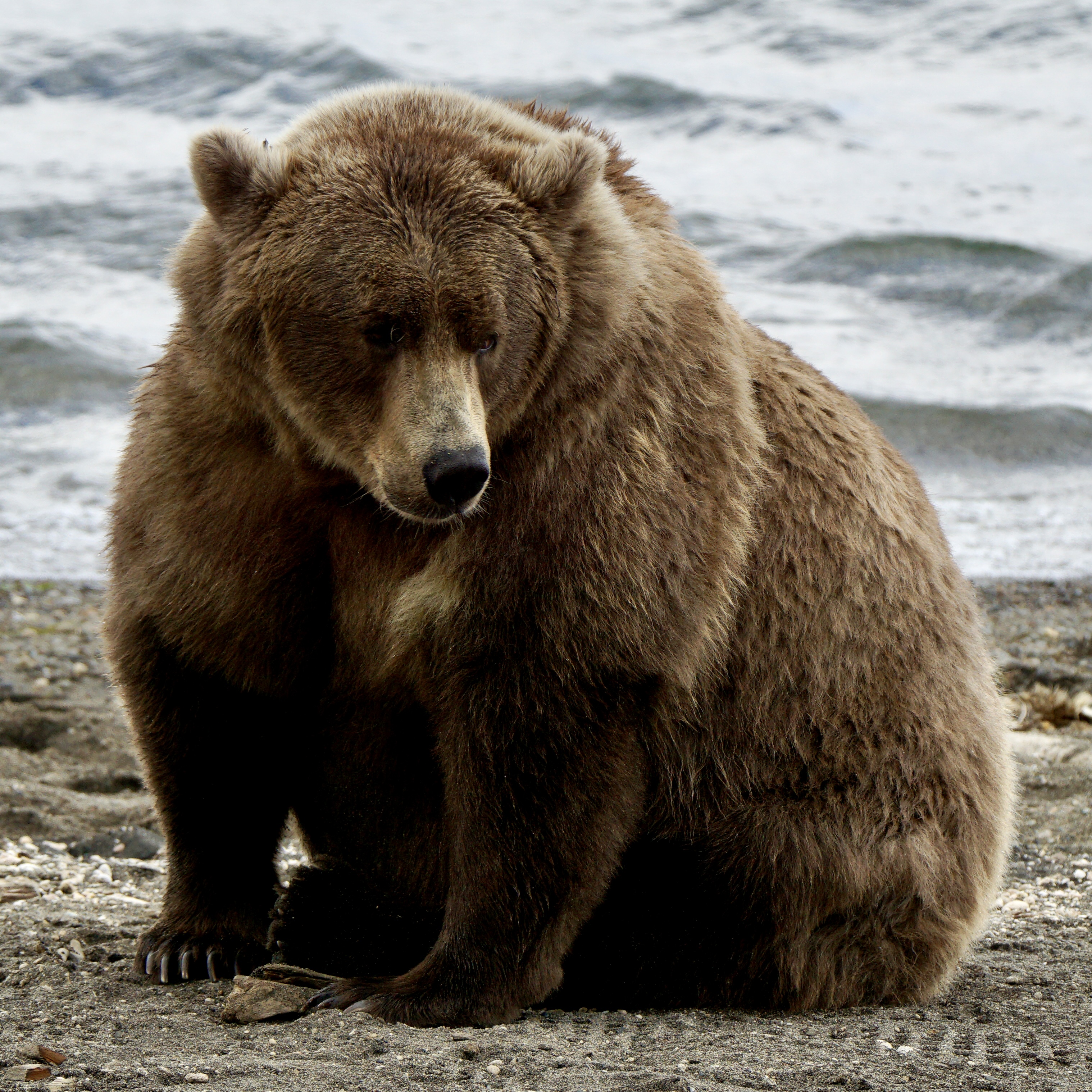 Dispatch from Katmai: Fat bears make good mothers