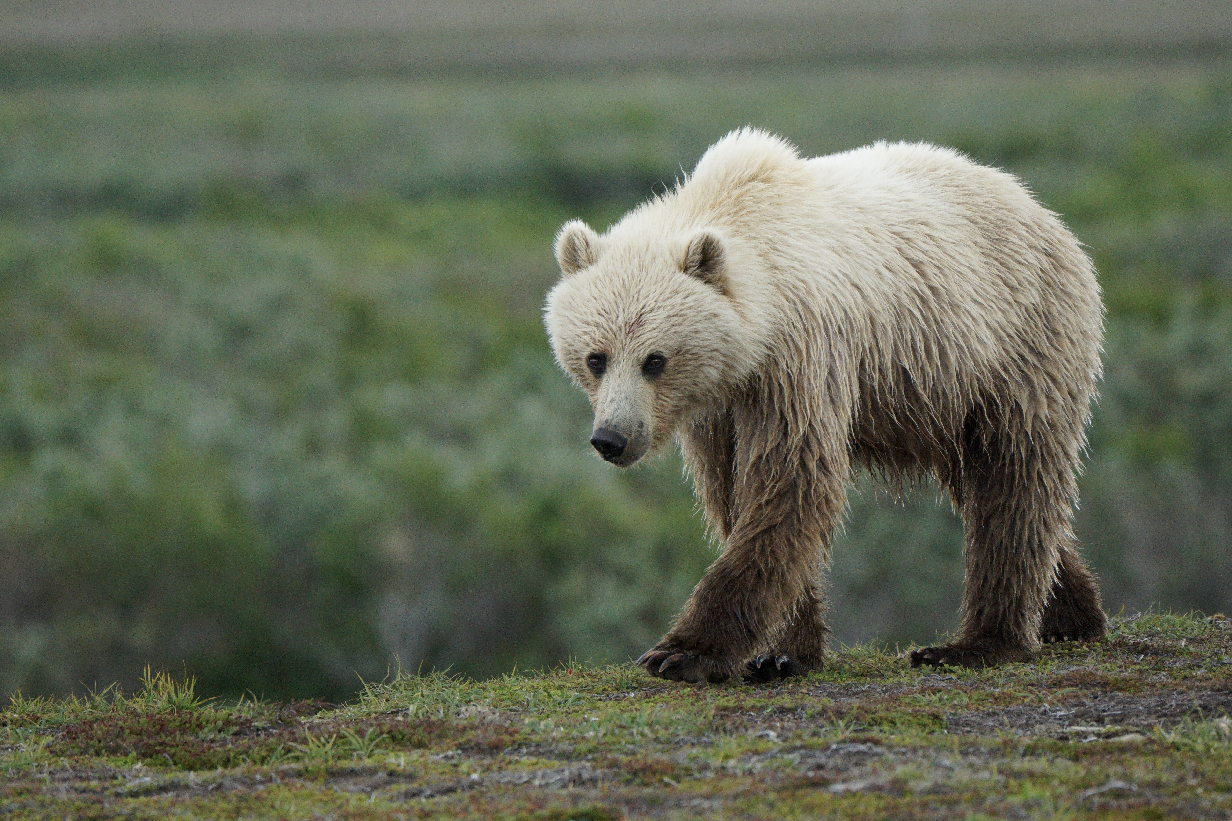 Dispatch from Katmai: Brown bear habituation