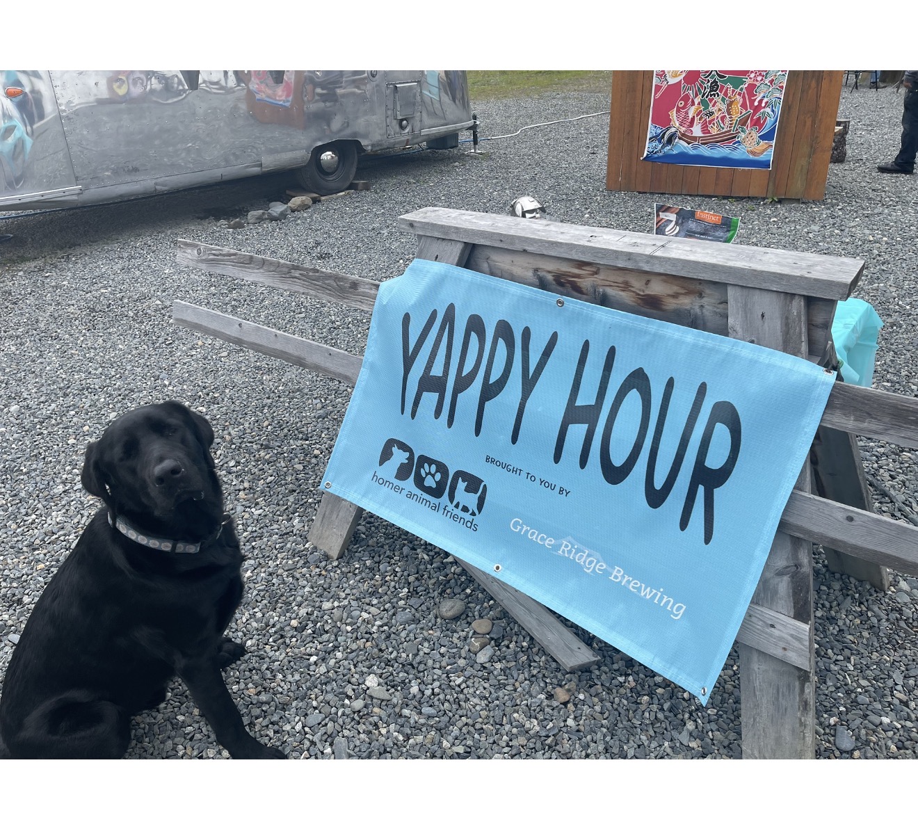 Homer goes to the dogs (and cats and other critters)