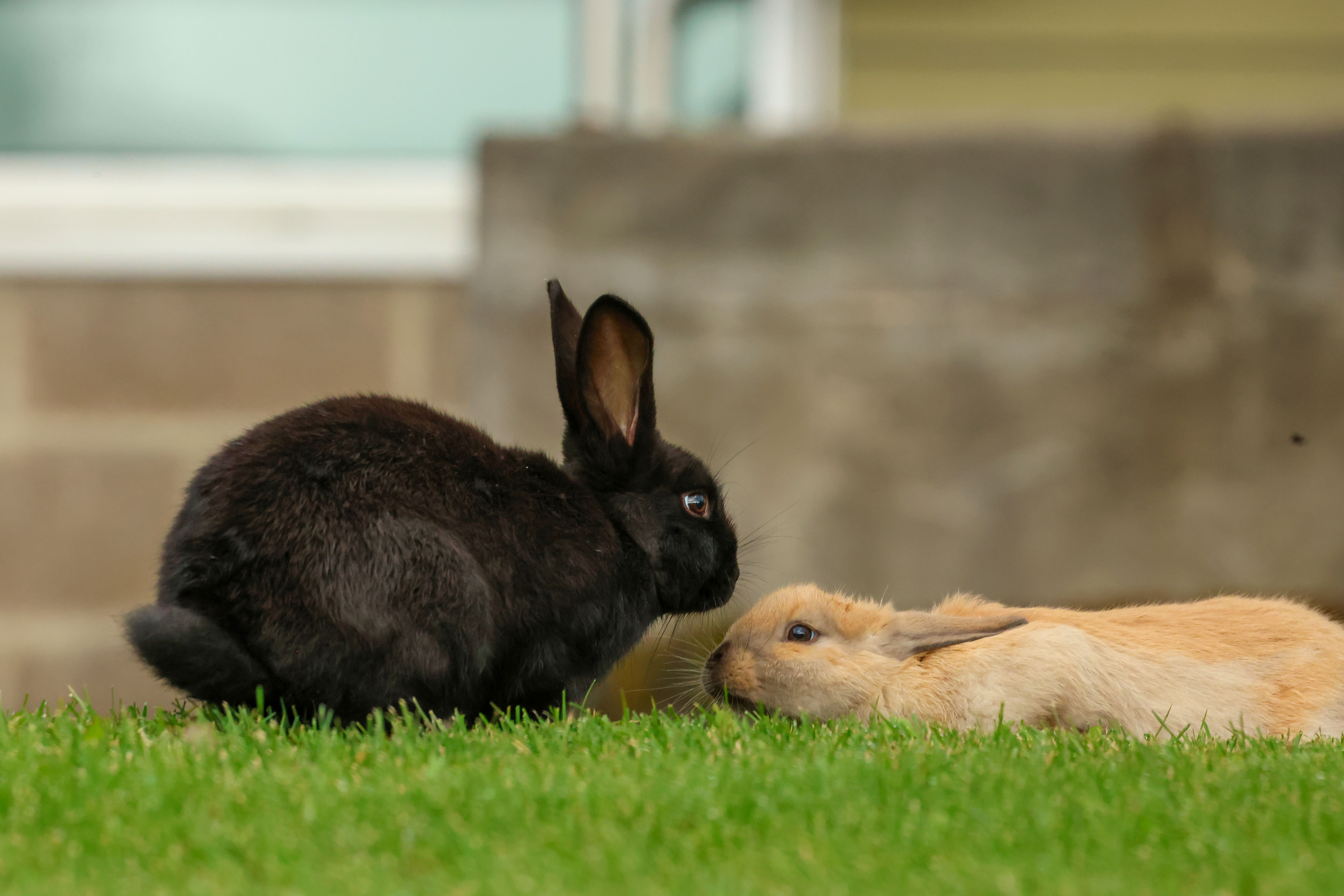 City debates use of live traps as feral rabbit solution 